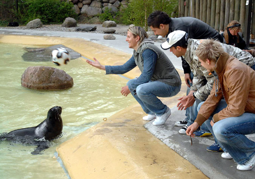 Die Hansa-Kicker Dorn, Shapourzadeh, Beinlich und Stein übten im Rostocker Zoo mit den Seebären für den Endspurt. Foto: Joachim Kloock
